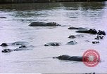 Image hippopotames l Afrique sub-saharienne, 1958, de la seconde 44 séquences d'archives historiques vidéo 65675058733