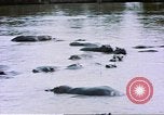 Image hippopotames l Afrique sub-saharienne, 1958, de la seconde 45 séquences d'archives historiques vidéo 65675058733