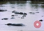 Image hippopotames l Afrique sub-saharienne, 1958, de la seconde 46 séquences d'archives historiques vidéo 65675058733