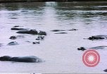 Image hippopotames l Afrique sub-saharienne, 1958, de la seconde 47 séquences d'archives historiques vidéo 65675058733