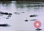 Image hippopotames l Afrique sub-saharienne, 1958, de la seconde 48 séquences d'archives historiques vidéo 65675058733