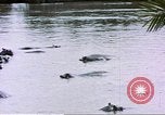 Image hippopotames l Afrique sub-saharienne, 1958, de la seconde 49 séquences d'archives historiques vidéo 65675058733