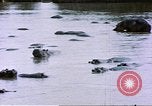 Image hippopotames l Afrique sub-saharienne, 1958, de la seconde 50 séquences d'archives historiques vidéo 65675058733