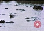 Image hippopotames l Afrique sub-saharienne, 1958, de la seconde 51 séquences d'archives historiques vidéo 65675058733