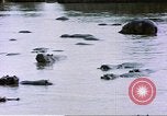 Image hippopotames l Afrique sub-saharienne, 1958, de la seconde 52 séquences d'archives historiques vidéo 65675058733