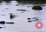 Image hippopotames l Afrique sub-saharienne, 1958, de la seconde 53 séquences d'archives historiques vidéo 65675058733