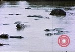 Image hippopotames l Afrique sub-saharienne, 1958, de la seconde 54 séquences d'archives historiques vidéo 65675058733