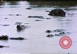 Image hippopotames l Afrique sub-saharienne, 1958, de la seconde 55 séquences d'archives historiques vidéo 65675058733