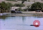 Image hippopotames l Afrique sub-saharienne, 1958, de la seconde 57 séquences d'archives historiques vidéo 65675058733