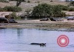 Image hippopotames l Afrique sub-saharienne, 1958, de la seconde 58 séquences d'archives historiques vidéo 65675058733