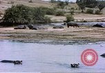 Image hippopotames l Afrique sub-saharienne, 1958, de la seconde 59 séquences d'archives historiques vidéo 65675058733