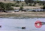 Image hippopotames l Afrique sub-saharienne, 1958, de la seconde 60 séquences d'archives historiques vidéo 65675058733