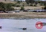 Image hippopotames l Afrique sub-saharienne, 1958, de la seconde 61 séquences d'archives historiques vidéo 65675058733