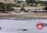 Image hippopotames l Afrique sub-saharienne, 1958, de la seconde 62 séquences d'archives historiques vidéo 65675058733