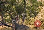Image of gazelles Sub Saharan Africa, 1958, second 1 stock footage video 65675058734