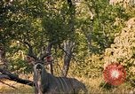 Image of gazelles Sub Saharan Africa, 1958, second 3 stock footage video 65675058734