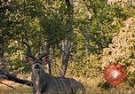 Image of gazelles Sub Saharan Africa, 1958, second 4 stock footage video 65675058734