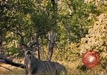 Image of gazelles Sub Saharan Africa, 1958, second 5 stock footage video 65675058734
