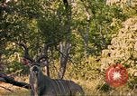 Image of gazelles Sub Saharan Africa, 1958, second 6 stock footage video 65675058734