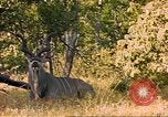 Image of gazelles Sub Saharan Africa, 1958, second 7 stock footage video 65675058734