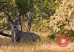 Image of gazelles Sub Saharan Africa, 1958, second 8 stock footage video 65675058734