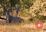 Image of gazelles Sub Saharan Africa, 1958, second 10 stock footage video 65675058734