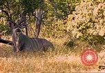 Image of gazelles Sub Saharan Africa, 1958, second 11 stock footage video 65675058734