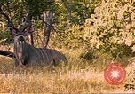Image of gazelles Sub Saharan Africa, 1958, second 12 stock footage video 65675058734