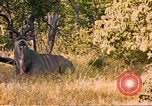 Image of gazelles Sub Saharan Africa, 1958, second 13 stock footage video 65675058734