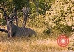 Image of gazelles Sub Saharan Africa, 1958, second 14 stock footage video 65675058734