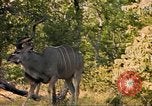 Image of gazelles Sub Saharan Africa, 1958, second 15 stock footage video 65675058734
