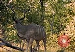 Image of gazelles Sub Saharan Africa, 1958, second 16 stock footage video 65675058734