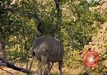 Image of gazelles Sub Saharan Africa, 1958, second 17 stock footage video 65675058734