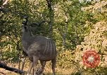 Image of gazelles Sub Saharan Africa, 1958, second 18 stock footage video 65675058734