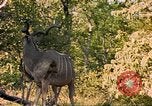 Image of gazelles Sub Saharan Africa, 1958, second 19 stock footage video 65675058734