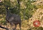Image of gazelles Sub Saharan Africa, 1958, second 20 stock footage video 65675058734