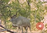 Image of gazelles Sub Saharan Africa, 1958, second 21 stock footage video 65675058734