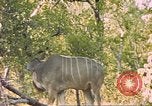 Image of gazelles Sub Saharan Africa, 1958, second 22 stock footage video 65675058734