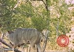 Image of gazelles Sub Saharan Africa, 1958, second 23 stock footage video 65675058734