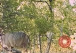 Image of gazelles Sub Saharan Africa, 1958, second 24 stock footage video 65675058734