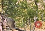 Image of gazelles Sub Saharan Africa, 1958, second 25 stock footage video 65675058734