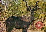 Image of gazelles Sub Saharan Africa, 1958, second 26 stock footage video 65675058734