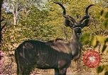 Image of gazelles Sub Saharan Africa, 1958, second 27 stock footage video 65675058734