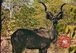 Image of gazelles Sub Saharan Africa, 1958, second 28 stock footage video 65675058734