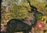 Image of gazelles Sub Saharan Africa, 1958, second 29 stock footage video 65675058734