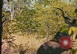 Image of gazelles Sub Saharan Africa, 1958, second 30 stock footage video 65675058734