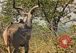 Image of gazelles Sub Saharan Africa, 1958, second 31 stock footage video 65675058734