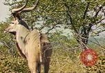 Image of gazelles Sub Saharan Africa, 1958, second 32 stock footage video 65675058734
