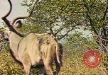 Image of gazelles Sub Saharan Africa, 1958, second 33 stock footage video 65675058734