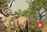 Image of gazelles Sub Saharan Africa, 1958, second 34 stock footage video 65675058734